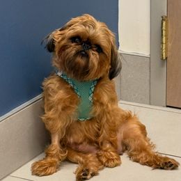 Abby - Brussels Griffon