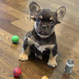 Mamba - Black and tan male French Bulldog puppy in Bakersfield, California from HOI Frenchies