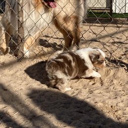 Boy 1 - Red merle Australian Shepherd puppy in Hesperia, Michigan from Lil Pines Aussies