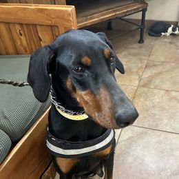 Roxy - Doberman Pinscher
