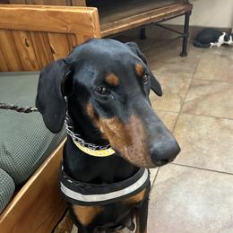 Roxy - Doberman Pinscher