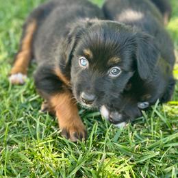 Coca-Cola - Black tri female Miniature Australian Shepherd puppy in Lincoln, California from Country Dreams Mini Aussies