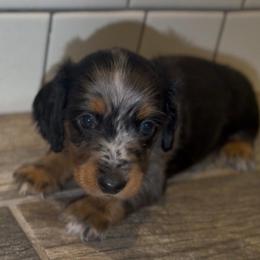 Pumpkin - Dapple female Dachshund puppy in Buckeye, Arizona from Duran Dachshunds