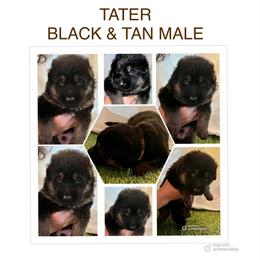 Tater - Black and tan male German Shepherd puppy in Blairsville, Georgia from Black Sheep German Shepherds