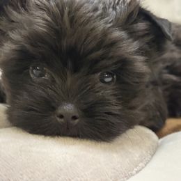 Chester - Black and tan male Yorkshire Terrier puppy in Bunnell, Florida from Royal Biewer and Royal Aussies