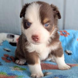 Hickory - Red tri male Toy Australian Shepherd puppy in Mountain Home, Idaho from LJK Boxers & Toy Aussies