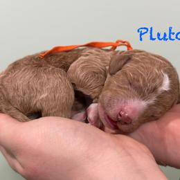 Pluto - Red  male Poodle puppy in Williamsburg, Ohio from Iaroli’s  Small Standard Poodles
