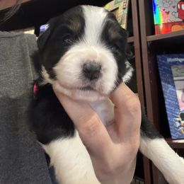 Miniature American Shepherd Puppies from Cashecho Kennel