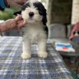 Bearded Collie and Border Collie Puppies from Beloved Bearded & Border Collies