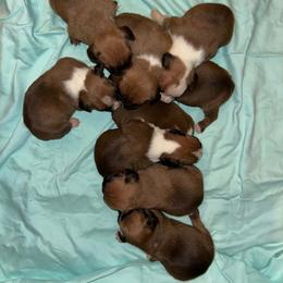 Boxer Puppies from Triple W Boxers
