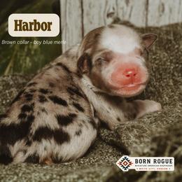 Harbor - Blue merle male Miniature American Shepherd puppy in White City, Oregon from Born Rogue Miniature American Shepherds