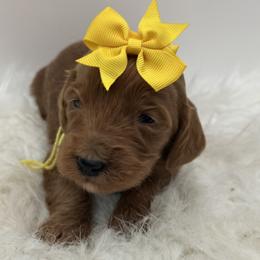 Yellow Girl - Red  female Goldendoodle puppy in Waskom, Texas from Pearls & Curls doodles & poodles