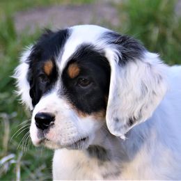 English Setter puppies from First Harmony Farms