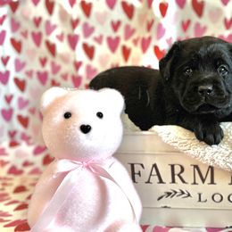 Labrador Retriever Puppies from Salt Run Retrievers