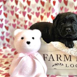 Labrador Retriever Puppies from Salt Run Retrievers