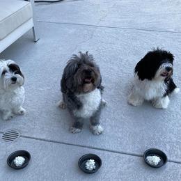Havanese from Glenwood Trails Havanese In Plano, Texas