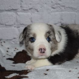Rebel - Blue merle and white male Cardigan Welsh Corgi puppy in Rigby, Idaho from Star N Cardigan Corgis