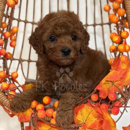 Auburn - Red  female Poodle puppy in Belleville, New Jersey from TK Poodles