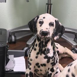 Sprinkles - White and black female Dalmatian puppy in Austin, Texas from Dazzling Dalz