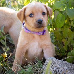 2nd Pick Female - Yellow female Labrador Retriever puppy in Fresno, California from Whiskey River Labradors