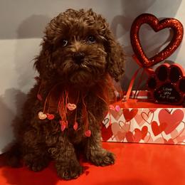Cavapoo and Cavapoochon Puppies from Kayes Cavapoos