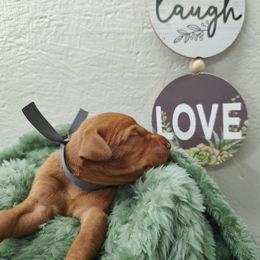 Miss Grey - Golden rust female Vizsla puppy in Lexington, Kentucky from Summit Vizsla (we can deliver to you)