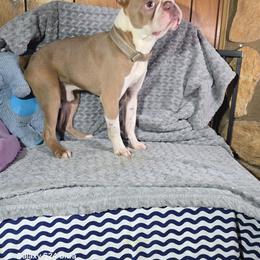 Peanut - Boston Terrier