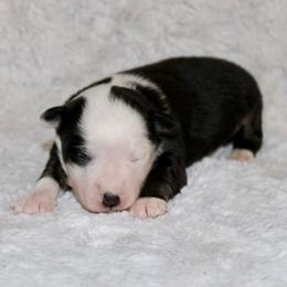 Elijah - Black tri male Toy Australian Shepherd puppy in Bogata, Texas from Maple Creek Run