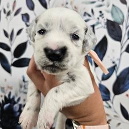 CD - White and black female Dalmatian puppy in Gray, Georgia from Fuller Spots