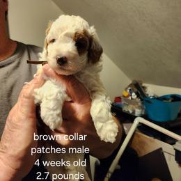 Patches, brown collar - Parti male Goldendoodle puppy in Fairmount, Indiana from Capens' Doodles,Poodles and Poo's