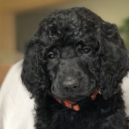 Lightning (orange collar) - Poodle puppy in Burley, Idaho from Soul Poodiful