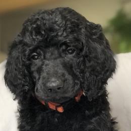 Lightning (orange collar) - Poodle puppy in Burley, Idaho from Soul Poodiful