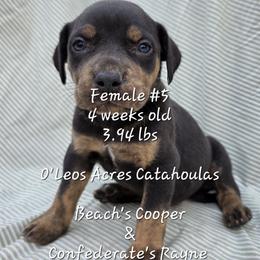 FEMALE  - 5 - Black female Catahoula Leopard Dog puppy in Perry, Florida from O'Leos' Acres Catahoulas