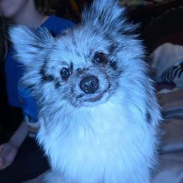 Hunnibunnies Gomez - Blue merle male Pomeranian puppy in Cleveland, Ohio from Hunnibunnies