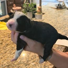 Zeus - Black tri-color male Australian Shepherd puppy in Orlando, Florida from Skaky Shepherds