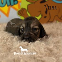 Velma - Cream female Dachshund puppy in Rainier, Oregon from Doxies in Wonderland