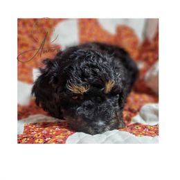 Girl 3 - Phantom Poodle puppy in Heber City, Utah from Doodles-by-Delilah