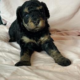 Venice - Phantom female Bernedoodle puppy in Longmont, Colorado from Colorado Miniature Bernedoodle Puppies