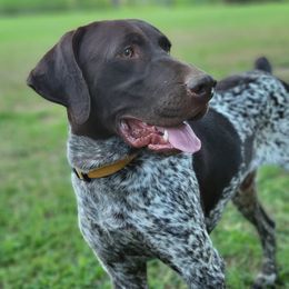 German Shorthaired Pointers from Triple C Kennels