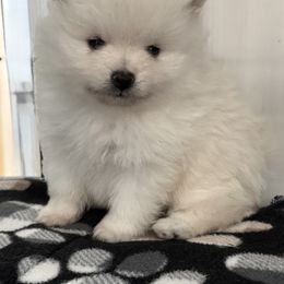 Girl 1 - White female Pomeranian puppy in Silver Springs, New York from Humehill