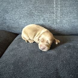 Mrs Claus - Cream female Dachshund puppy in Perris, California from Doxie_pupps