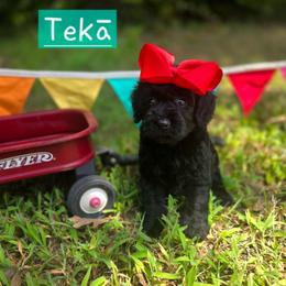 Te Ka - female Cavapoochon puppy in Bullard, Texas from Cavapoochon Central LLC