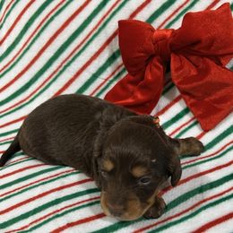 Cooper - Chocolate and tan male Dachshund puppy in Little Rock, Arkansas from Divine Doxies