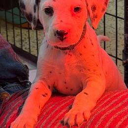 Green Collar Male - White and black male Dalmatian puppy in Colome, South Dakota from KB Ridgebacks and Dals, LLC