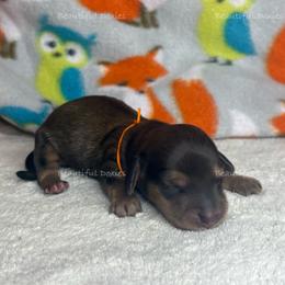 Cayenne Pepper - Cream male Dachshund puppy in Washington from Beautiful Doxies