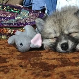 Pomeranian and Pomsky Puppies from Pine and Sea Pomskies