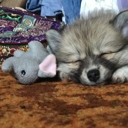 Pomeranian and Pomsky Puppies from Pine and Sea Pomskies