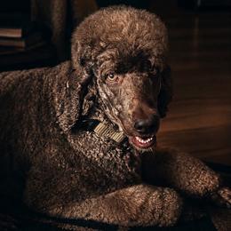 Poodle puppies from Poodles of Valor