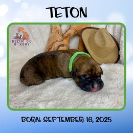 Teton - Brindle male Boxer puppy in Cache County, Utah from Red Rock Boxers