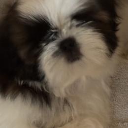 Girl 2 - Red and white female Shih Tzu puppy in Centralia, Washington from FRUFFLES SHIH TZUS